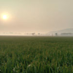 Sustainable agriculture practices