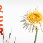 Fundamental principles of democracy