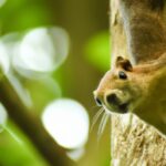 Conservation and biodiversity