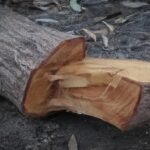 Deforestation and its consequences