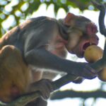 Importance of preserving biodiversity