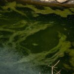 Water pollution: sources and impact