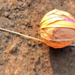 Globalization effects