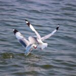 Territorial disputes