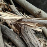 Causes of deforestation