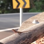 Impact on biodiversity