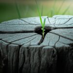 Solutions to deforestation.